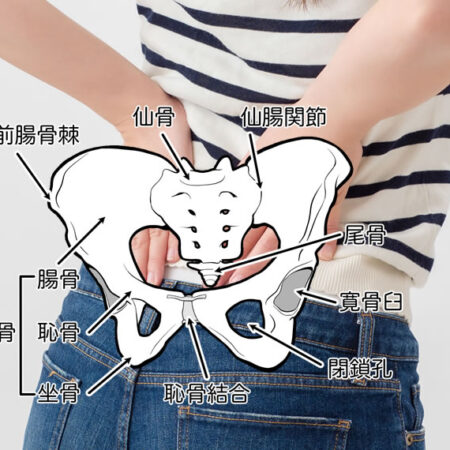 Posterior view of a person wearing a striped shirt and jeans holding a cutaway pelvis diagram with labeled bones (ilium, ischium, pubis, sacrum, coccyx) and pelvic openings; educational anatomy image.