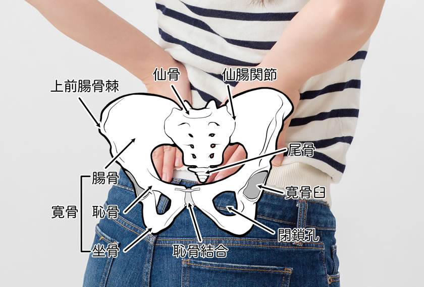 Posterior view of a person wearing a striped shirt and jeans holding a cutaway pelvis diagram with labeled bones (ilium, ischium, pubis, sacrum, coccyx) and pelvic openings; educational anatomy image.